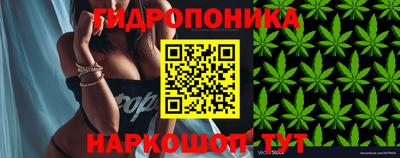 дмт Бийск